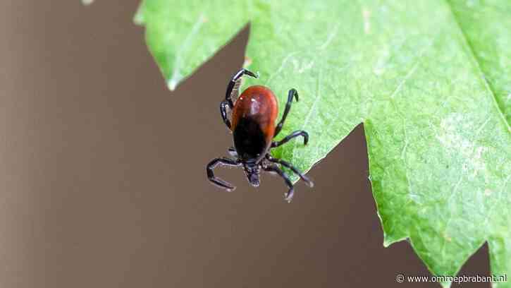 Tekenbeetseizoen van start, boswachter Frans geeft spoedcursus tekentheorie