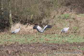 Voor vierde jaar op rij kraanvogelkuikens in Vallei van de Zwarte Beek
