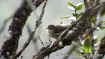 Kauai’s akikiki forest birds considered ‘functionally extinct’