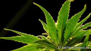 Pot plants seized near abandonned car