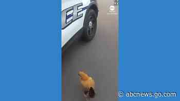 WATCH:  Loose chickens lead officers on chase around neighborhood