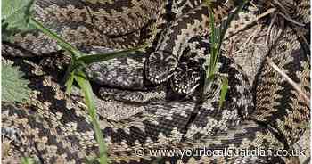 Man films wild poisonous snakes crawling around in UK