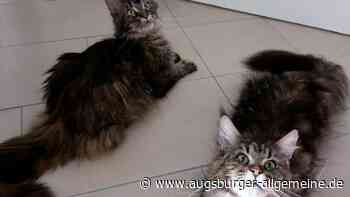 Ausgesetzte Rassekatzen: Tierfreunde kommen an Kapazitätsgrenze