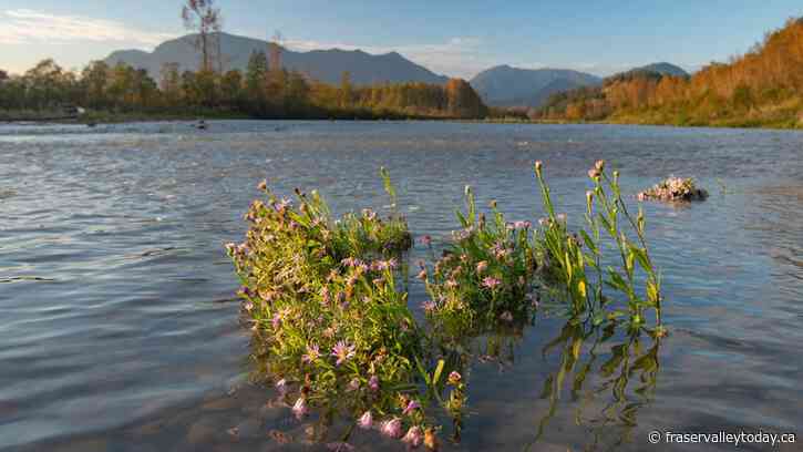 Nature Conservancy of Canada secures Chilliwack area island to protect salmon habitat on the Fraser