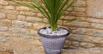 You Garden: Save £20 with pair of Cordyline plants