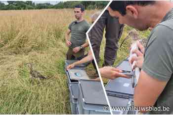 Elf jongen van bedreigde vogelsoort vrijgelaten in natuurgebied: “Er zijn steeds meer uitdagingen voor hen om te overleven”