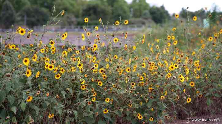 Buda buys land for new park east of I-35