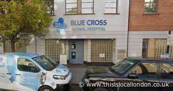 Tooting man charged by RSPCA after neglecting pregnant bulldog