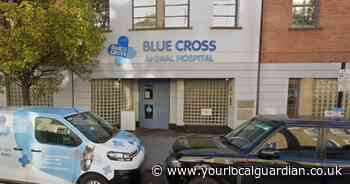 Tooting man charged by RSPCA after neglecting pregnant bulldog