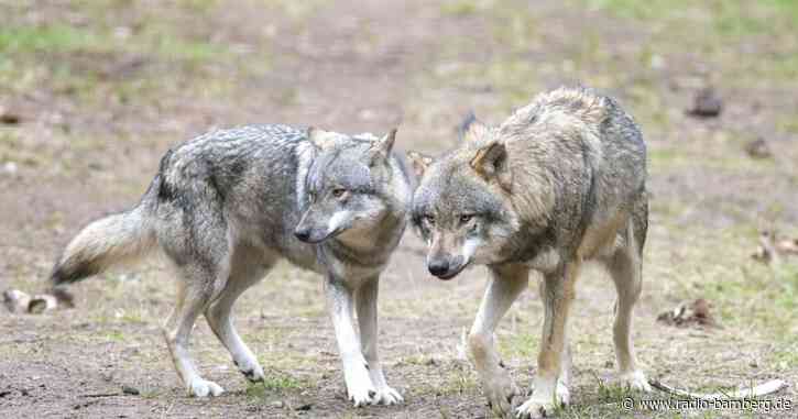 Wolf reißt angeleinten Hund in Niederlanden mit