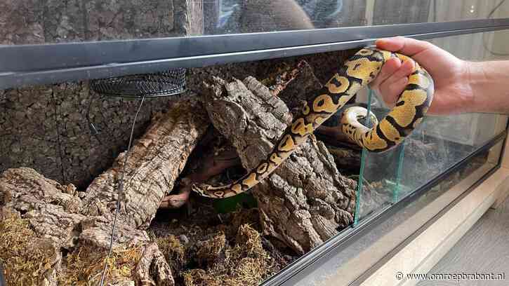 Vermiste slang Chiquita duikt na drie weken weer op: ‘Blij dat ze terug is'