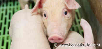 Biggenprijs meegezogen in vrije val op varkensmarkt
