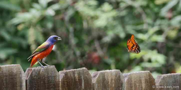 RESULTS: This is the best KXAN viewer photo of June 2024, as voted by you