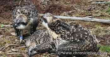 Twelve Osprey chicks die in worst year for Kielder bird colony