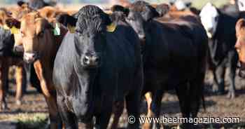 Time for the mid-year cattle market assessment