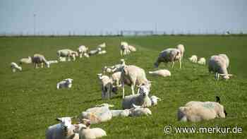 30 Schafe werden vermisst, die Polizei bittet um Hinweise – was tun, wenn man ein Nutztier findet?