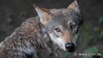 Vorfall in den Niederlanden: Wolf reißt angeleinten Hund mit