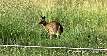 Landkreis Nordwestmecklenburg: Zu Silvester ausgebüxtes Känguru wieder eingefangen