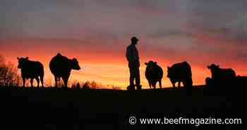 Live cattle futures rally amidst market dynamics