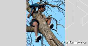 Firefighters rescue parrot, owner stuck in tree in Ontario park