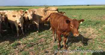 Grazing cover crops benefits soil health in dryland systems