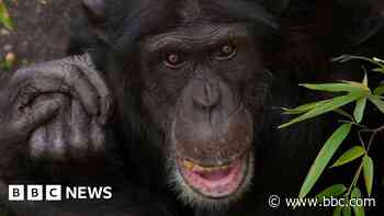 Edinburgh Zoo chimpanzee dies after troop fight