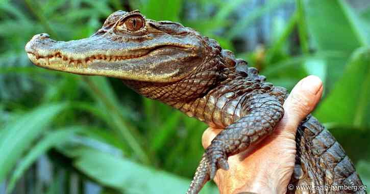 «Ungeheuer von Loch Neuss» – Jagd auf Alligator Sammy