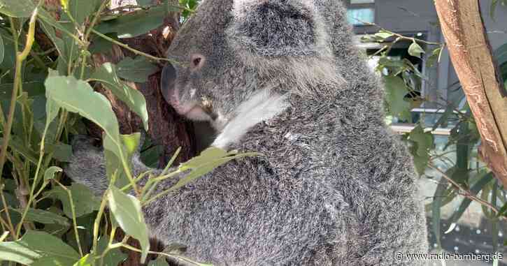 Koala-Knuddeln verboten: Welche Regeln gelten in Down Under?