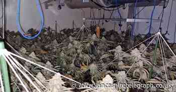 214 cannabis plants found in Chorley after 'strong smell'