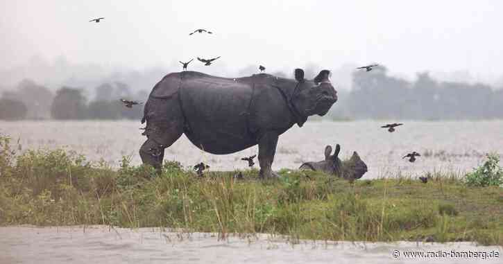 Monsun-Regen: Panzernashörner sterben in Nationalpark