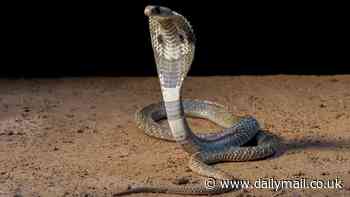 Indian man shockingly bites snake to death after reptile attacked him in his sleep