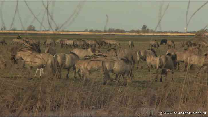 Almere - Konikpaarden mogen niet meer grazen in Oostvaardersveld, 'is dierenmishandeling'