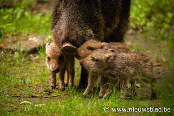 ZOO Planckendael verwelkomt kleine capibara’s en bedreigde chacopekari’s: “De biggetjes rennen al volop rond in hun perk”