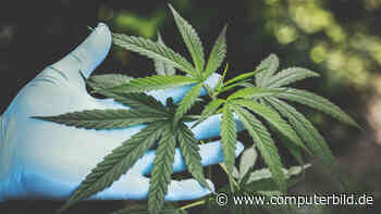 Cyberkriminelle nutzen Cannabis-Legalisierung für Abzocke