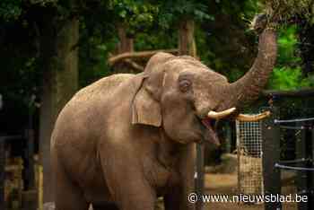 Olifantenstier Assam verhuist van Zoo Antwerpen naar Duitse dierentuin