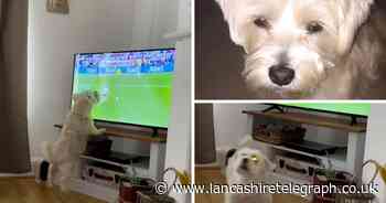 East Lancs dog cheers on England's Trent during Euro 2024 penalties