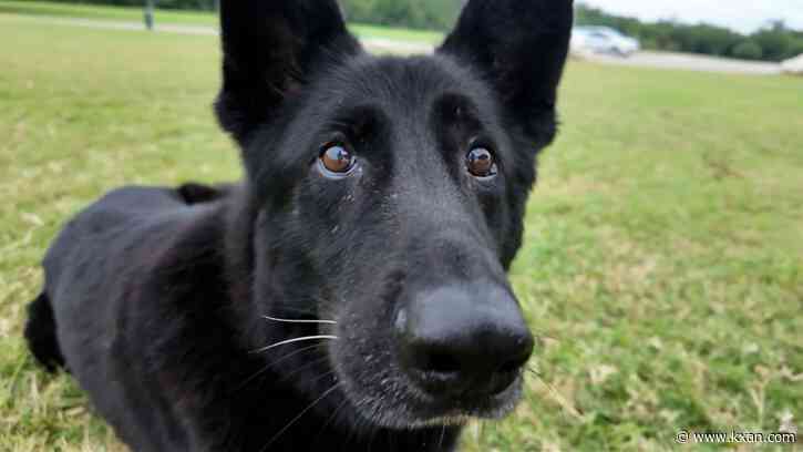 Non-profit providing financial help for retired military, police dogs