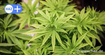 Cannabis-Anbau in Niedersachsen: 16 Vereinigungen stellen Anträge