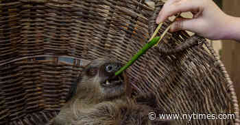 Should You Hug a Sloth? Advocates Raise Concern Over Petting Zoos
