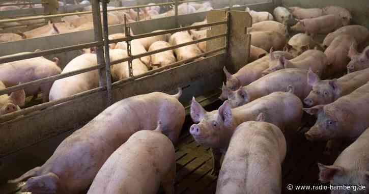 Grüne Landtagsfraktionen wollen bessere Tierschutzkontrollen