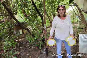 Zwerfkattenprojectje vreest voor voortbestaan: “Ratten komen van sluikstorten, niet van ons”
