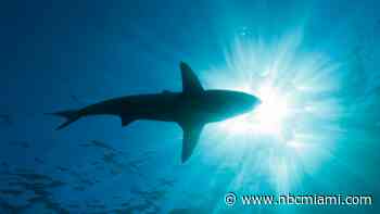 Florida teen bitten by a shark during a lifeguard training camp