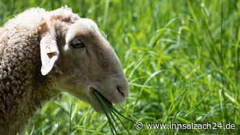 Schaf aus Schlamm gezogen – Polizei bringt es mit der Schubkarre zur Herde zurück