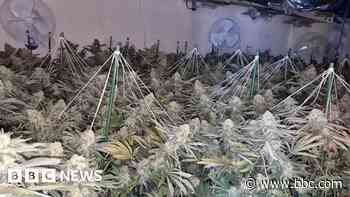 Cannabis farm discovered after neighbour tip-off