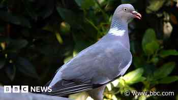 Owl and pigeon shot with air gun and dumped in bin