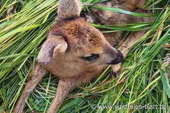 Realschüler aus Steinheim retten Rehkitze vor Mähdreschern