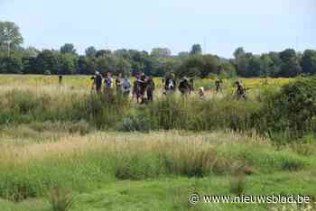 Zeer zeldzaam waterhoentje lokt zelfs buitenlandse vogelspotters naar Viersels Gebroekt