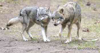 Bei Utrecht: Wolf reißt in den Niederlanden angeleinten Hund mit