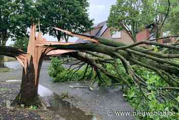 Boom bezwijkt door wind en valt op geparkeerde auto