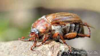 Angriff der Junikäfer – warum sie an Sommerabenden auf Menschen landen